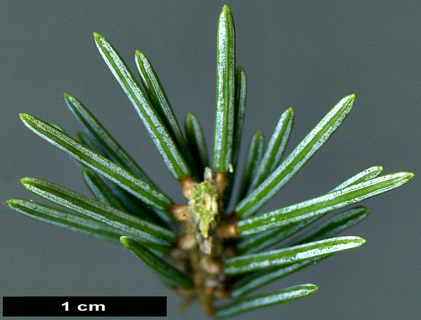 High resolution image: Family: Pinaceae - Genus: Picea - Taxon: likiangensis - SpeciesSub: var. rubescens High resolution image: Family: Pinaceae - Genus: Picea - Taxon: likiangensis - SpeciesSub: var. rubescens